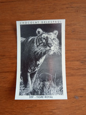 Chocolat Delespaul Vignette n° 559 - Tigre Royal
