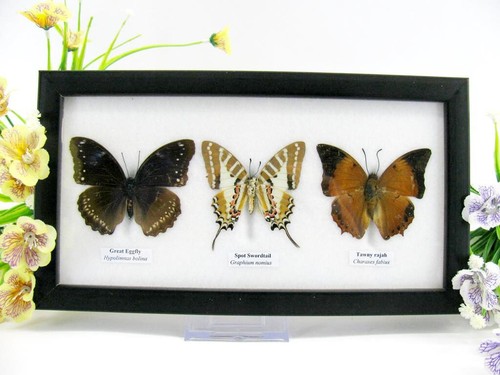 Vrais beaux papillons - beaux,