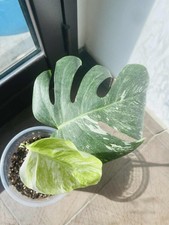 Plante d’interieur Panachée