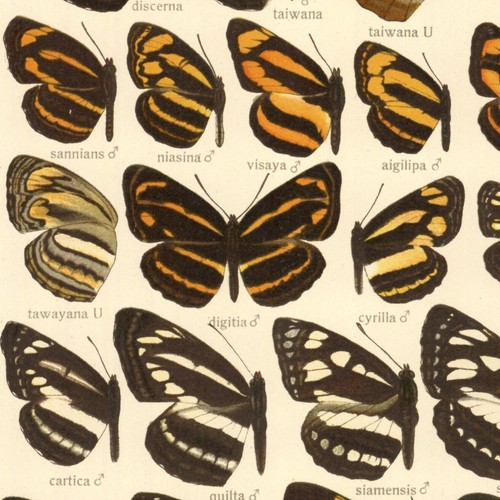 Adalbert seitz papillon neptis - seitz,