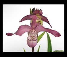 Phragmipedium peruflora - phragmipedium, peruflora’s
