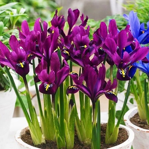 Bulbes iris réticulées - d'iris,