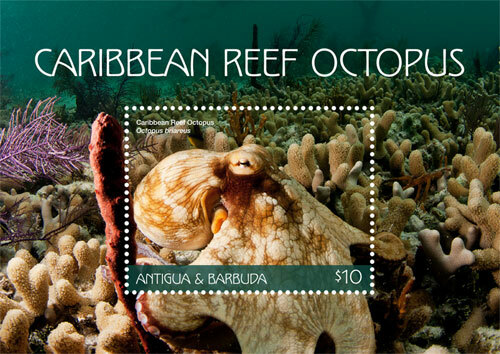 Antigua 2018 caribbean reef - antigua,
