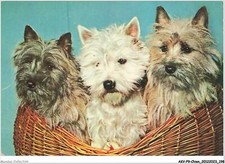 AKVP9-0744-CHIEN - TROIS WESTIE