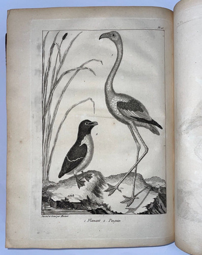 Histoire naturelle des oiseaux - naturelle,