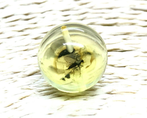 Ambre cadeau insecte perle - cadeau,