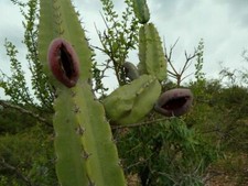 Cactus de haie bolivienne -