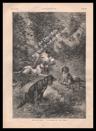 Gravure 1883 chiens de - 1883,