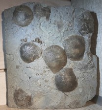 Brachiopodes PSEUDOATRYPA