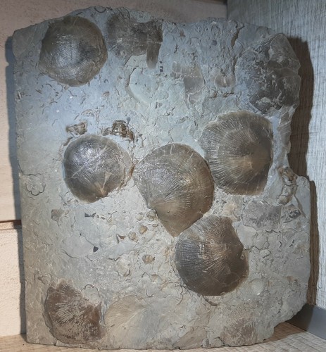 Brachiopodes pseudoatrypa - brachiopodes,