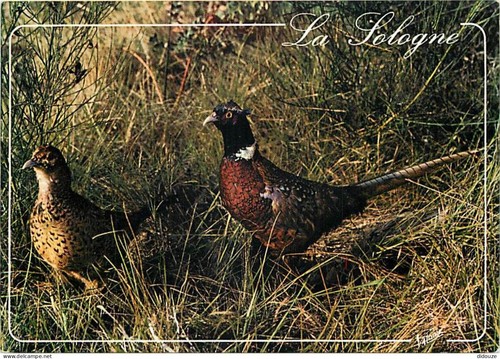 Carte postale animaux - postale,