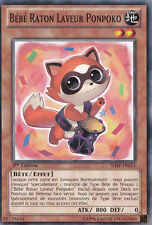 Bébé Raton Laveur Ponpoko