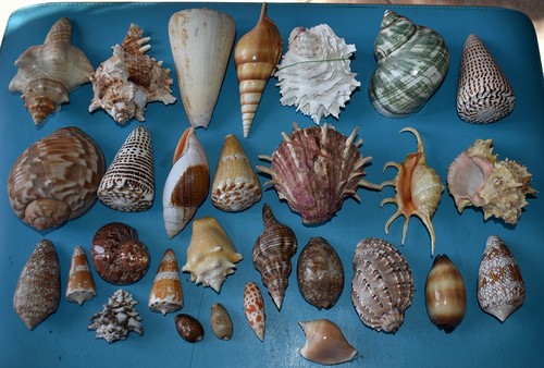 Coquillages collection de - coquillages,