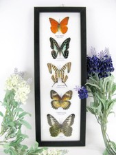 5 papillons - taxidermie cadre exotiques réel - une beauté unique Naturalise h43