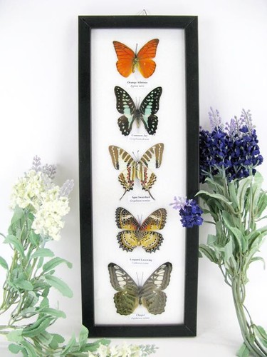 Papillons taxidermie cadre - papillons,