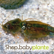 Triops Cancriformis 50 oeufs +