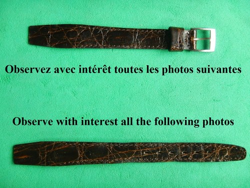Crocodile véritable - mm,