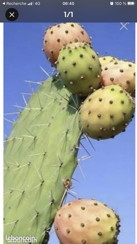 Grand plant cactus - 1, de