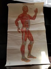 Affiche plan anatomique Chine