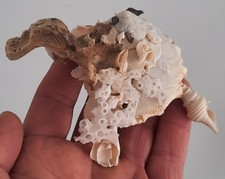 curiosité , taxidermie ,Coquillage : Xenophora Pallidula 