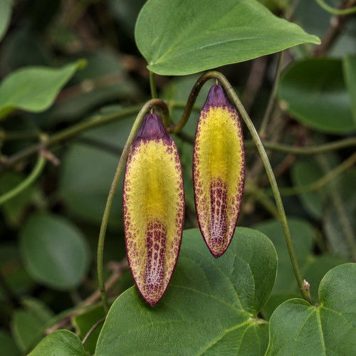 Aristolochia constricta seeds - aristolochia,