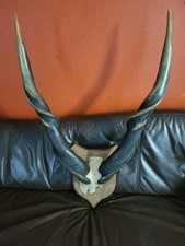Taxidermie gand trophée Elan