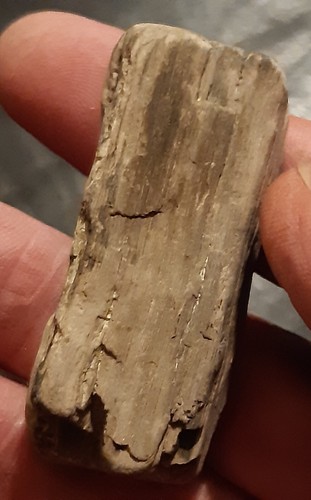 Fossile bois fossilisé - fossile,