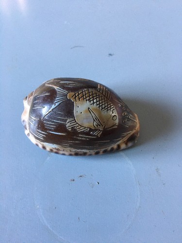 Ancien coquillage grave - ancien,