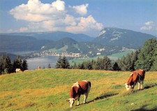 25-LE PONT LA DENT DE VAULION ET LE MONT D OR-N�T2703-C/0123