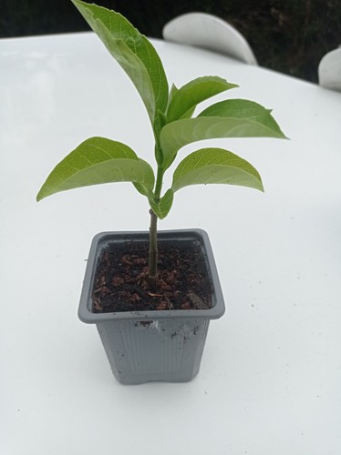 Plant baobab - plant, de