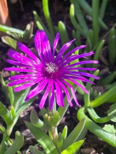 Delosperma boutures - delosperma,