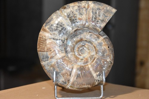 Grande ammonite puzosia - ammonite,