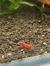 Lot de 10+1 Crevettes Neocaridina Davidi Red Sakura/ Red Fire