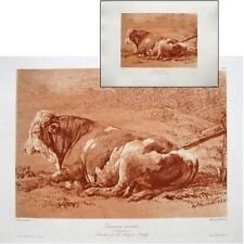 Brascassat Taureau couché c1900 Héliogravure Chauvet maîtres dessin Bordeaux