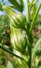 Fleurs séchées de bissap blanc,fleurs biologique,sans traitements