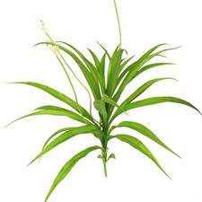 Cymbidium Artificiel Fleurs