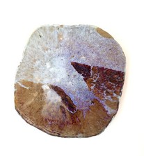 Bernard Dejonghe, céramique "Tortue", grès chamotté émaillé, années 70, signé