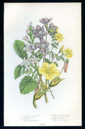 Botanique fleur chlora - fleur,,