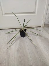 Yucca filamentosa 'Bright