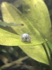 5 PLANORBES - ESCARGOTS EAU