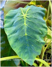 Colocasia Yellow Widow  °