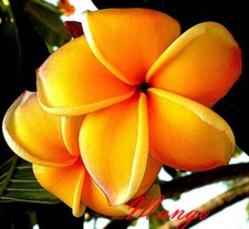 Plumeria rubra Fleurs de