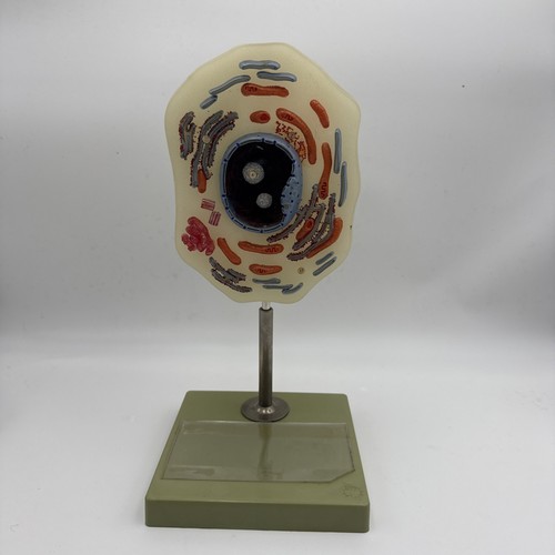 Somso animal cell enlarged - animal,