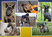 Guerre en Ukraine. Lot de 6