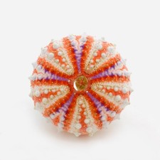 Coelopleurus maillardi - Test