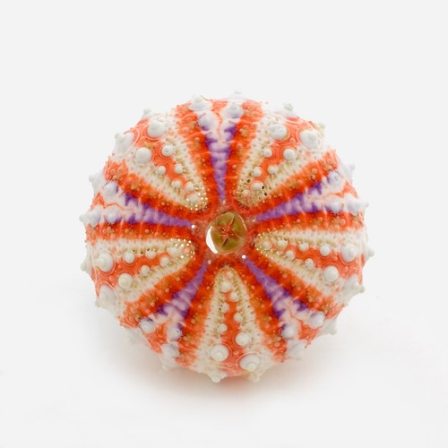 Coelopleurus maillardi test - coelopleurus,