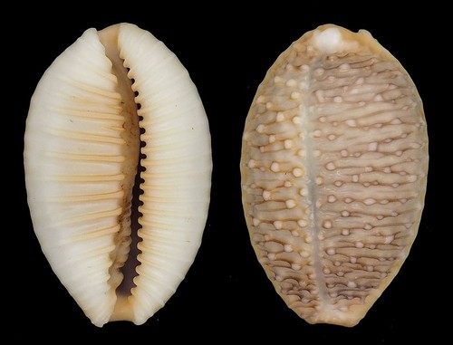 Coquillage collection - de,