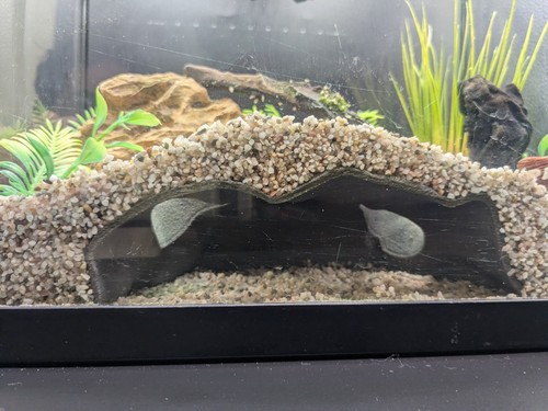 Grotte aquarium - d'aquarium, (yukon)