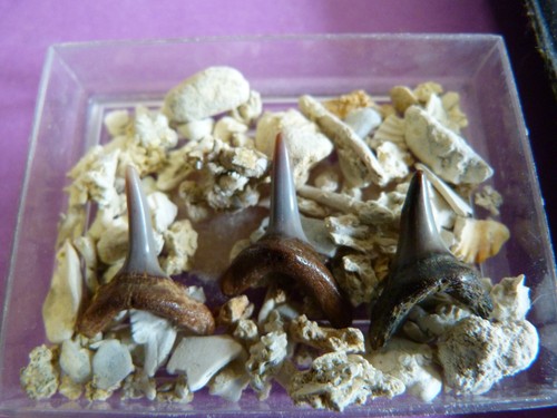 Lot dents de requin - dents,
