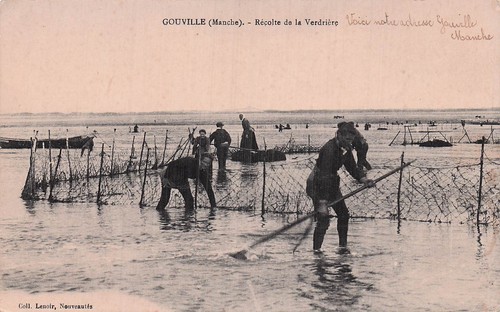 Gouville sur mer recolte - gouville,
